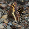 Satyr butterfly