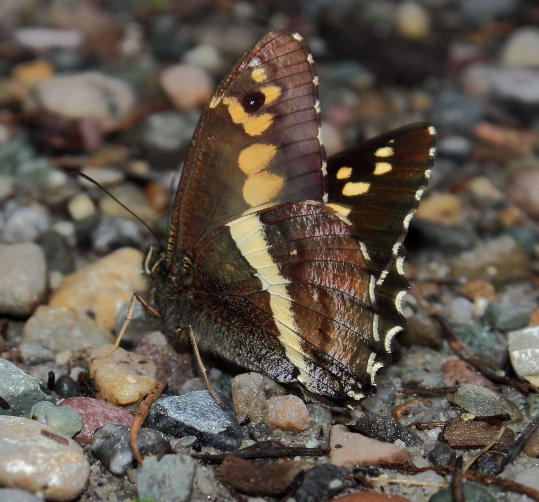 Satyr butterfly