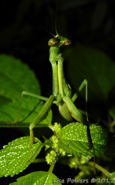Praying Mantis | Project Noah