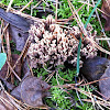 Coral Fungus