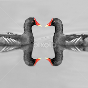 Love Of Moorhen Black by Raj Nandi - Animals Birds
