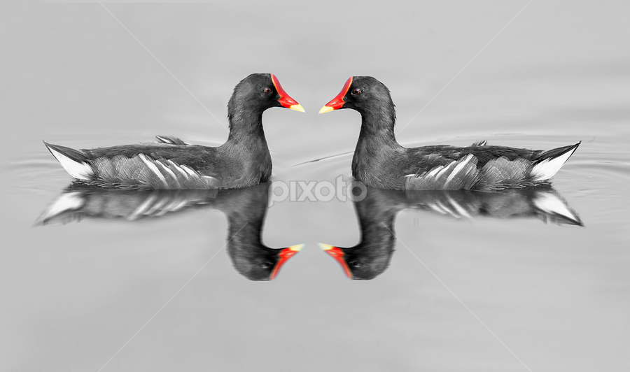Love Of Moorhen Black by Raj Nandi - Animals Birds