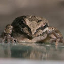 Pacific chorus ("tree") frog
