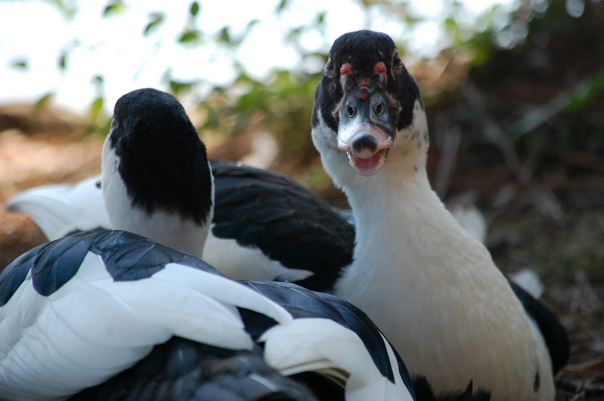 (Juvenile) Muscovy