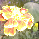 velvet flower