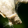 Fall Webworm (emerging from nest)