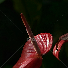wild orchid in Borneo by Justani Joni - Flowers Flowers in the Wild