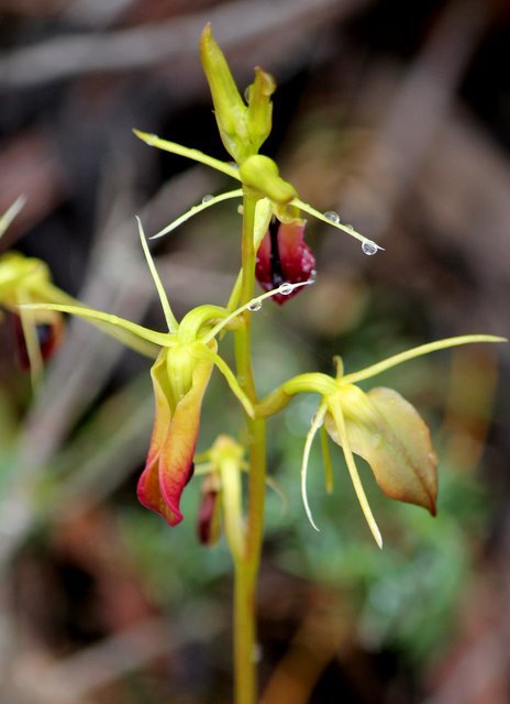 Large Tongue Orchid