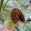 White-veined Pipevine, Fringed Dutchman's Pipevine, White-Nerved Dutchman's Pipevine