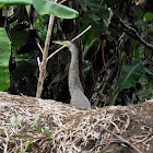Tiger heron