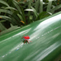 Stink Bug (pink)