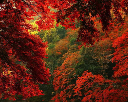 免費下載個人化APP|Beautiful Nature Autumn app開箱文|APP開箱王
