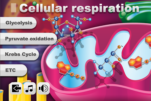 Biology Cellular Respiration L