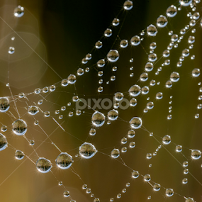 Spiders multiverse by Christopher Burnett - Nature Up Close Webs