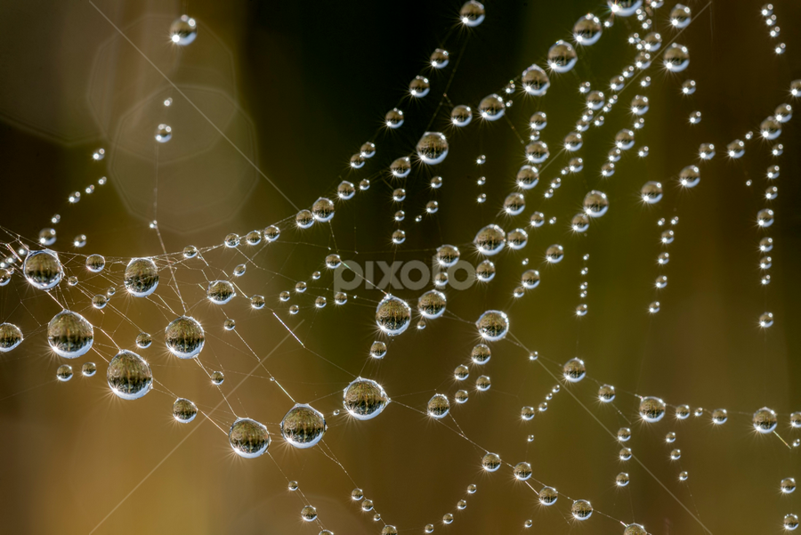 Spiders multiverse by Christopher Burnett - Nature Up Close Webs