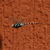 Blue Darner Dragonfly (male)