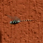 Blue Darner Dragonfly (male)