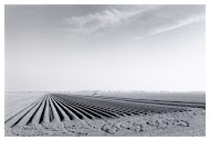 Het Noord-Hollands landschap