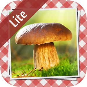 Pilze sammeln & bestimmen LITE logo