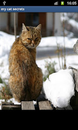 Z My Cat Secrets poster 1