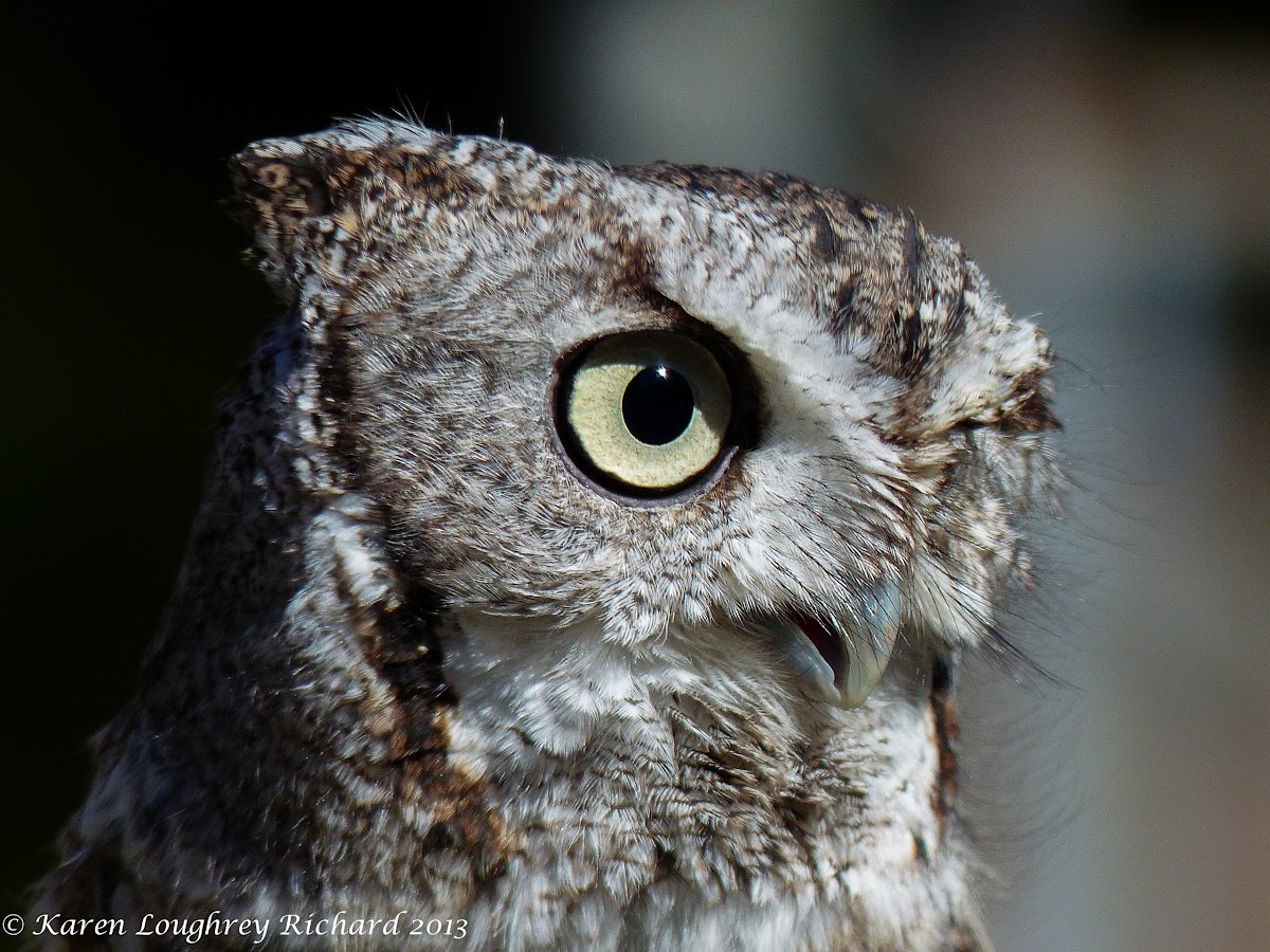 Eastern screech owl (gray morph)