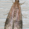 American Plum Borer Moth