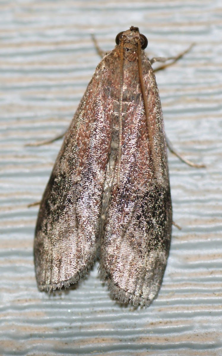 American Plum Borer Moth
