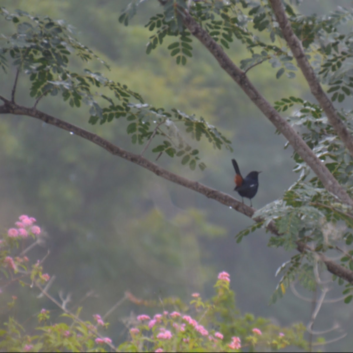 Indian Robin