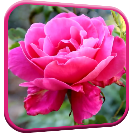 Pink Rose Video Live Wallpaper 個人化 App LOGO-APP開箱王