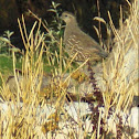 California Quail (hen)