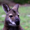 Red-necked wallaby also Bennetts Wallaby