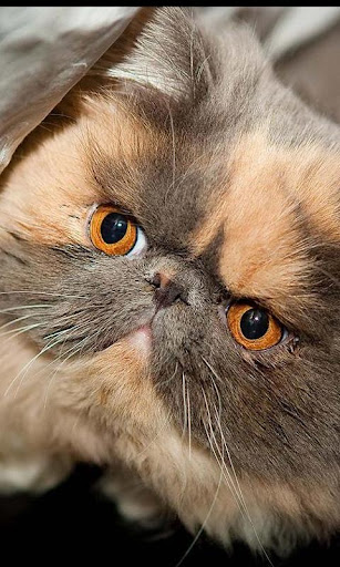 Exotic Shorthair Wallpapers