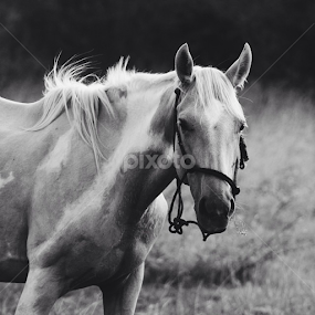 by Jenna Line - Animals Horses
