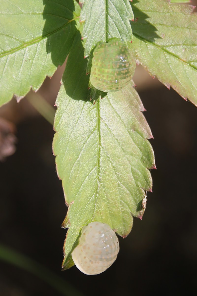 Caddisfly Eggs Project Noah