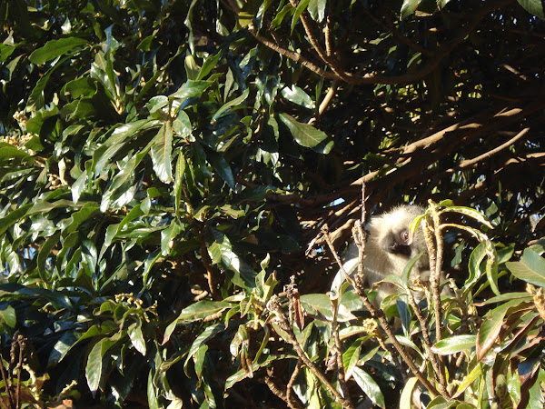 Vervet Monkey | Project Noah