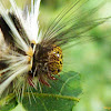 Arctiidae moth caterpillar
