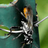 Sphecid Wasp
