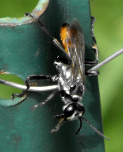 Sphecid Wasp