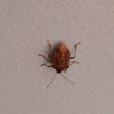 Brown marmorated stink bug