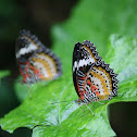 Lacewing Butterfly