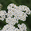 yarrow