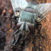Grey Rutilia Fly