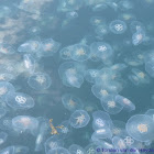 Common jellyfish
