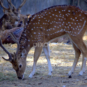 Deer by Surjya Kumar Das - Animals Other Mammals
