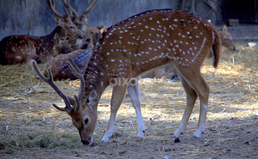 Deer by Surjya Kumar Das - Animals Other Mammals