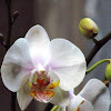 Moth Orchid