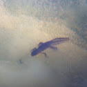 Eastern Red-Spotted Newt (aquatic species)