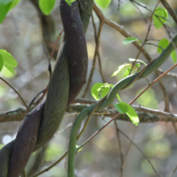Rattan vine Supplejack Project Noah