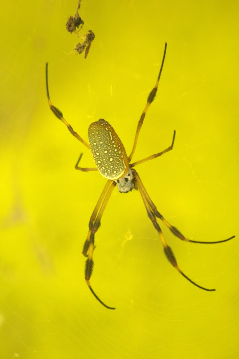 Araña seda de oro, Golden orb web spider