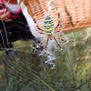 Wasp spider / Araña tigre